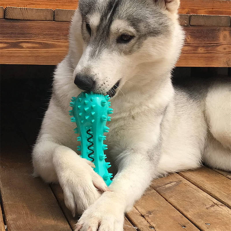 Hundespielzeug zur Zahnpflege – robust & effektiv