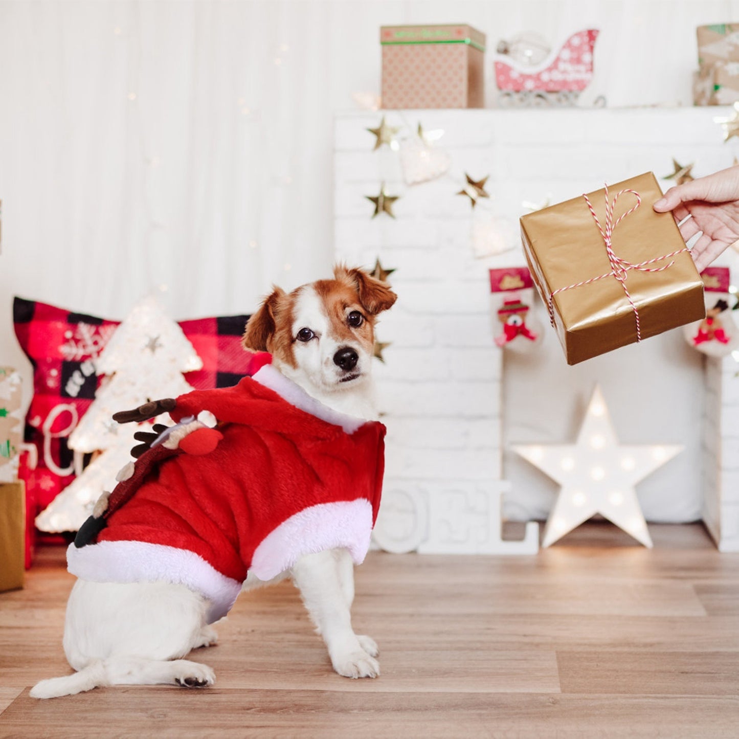 Weihnachtskostüm für Hunde & Katzen – Santa Claus / Rentier-Outfit 🎅🐾